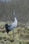 TheÂ Common Crane,Â Grus grus